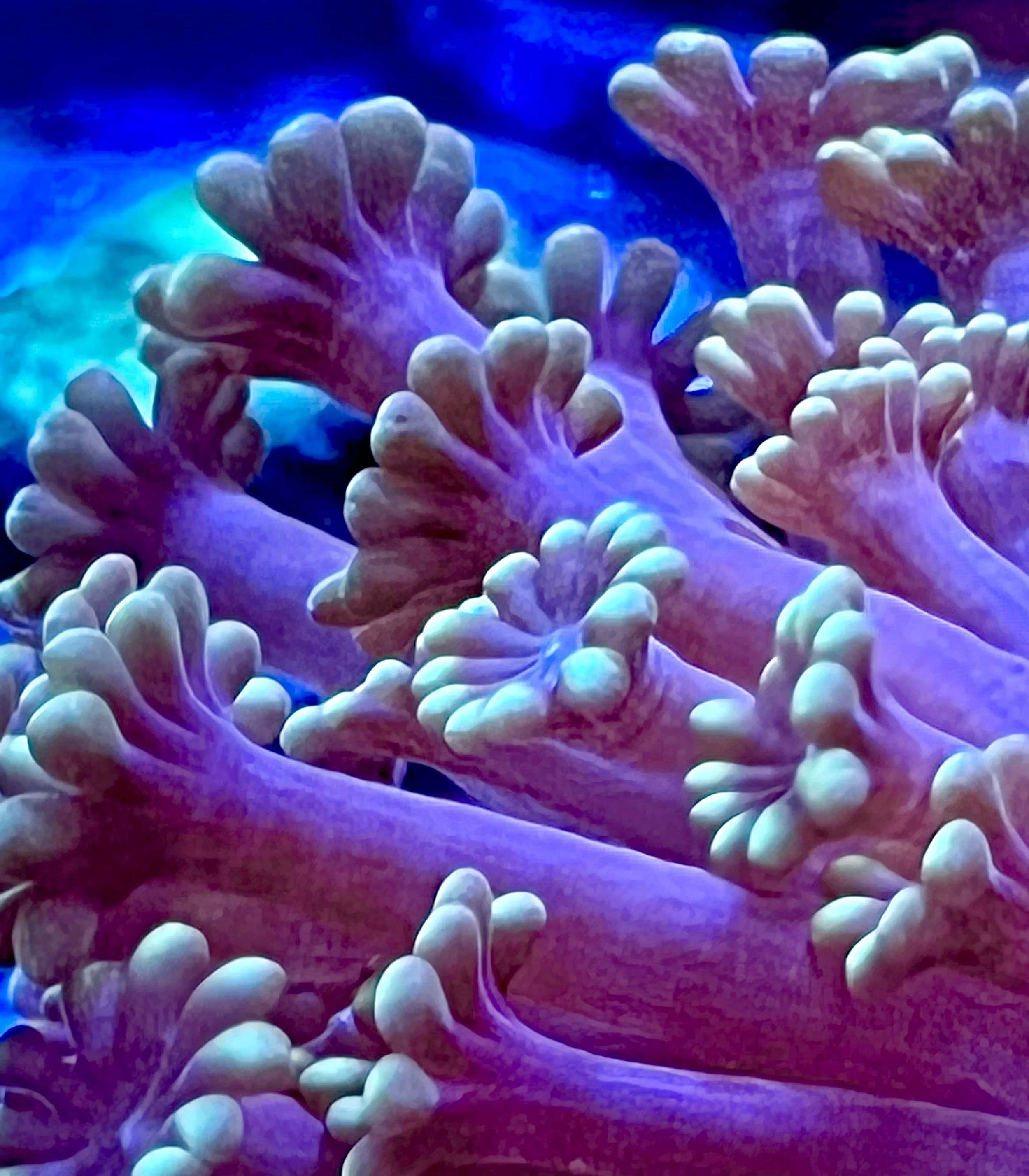 coralSLover | Buy 3 get 1 FREE Coral. FREE Coral for All Orders