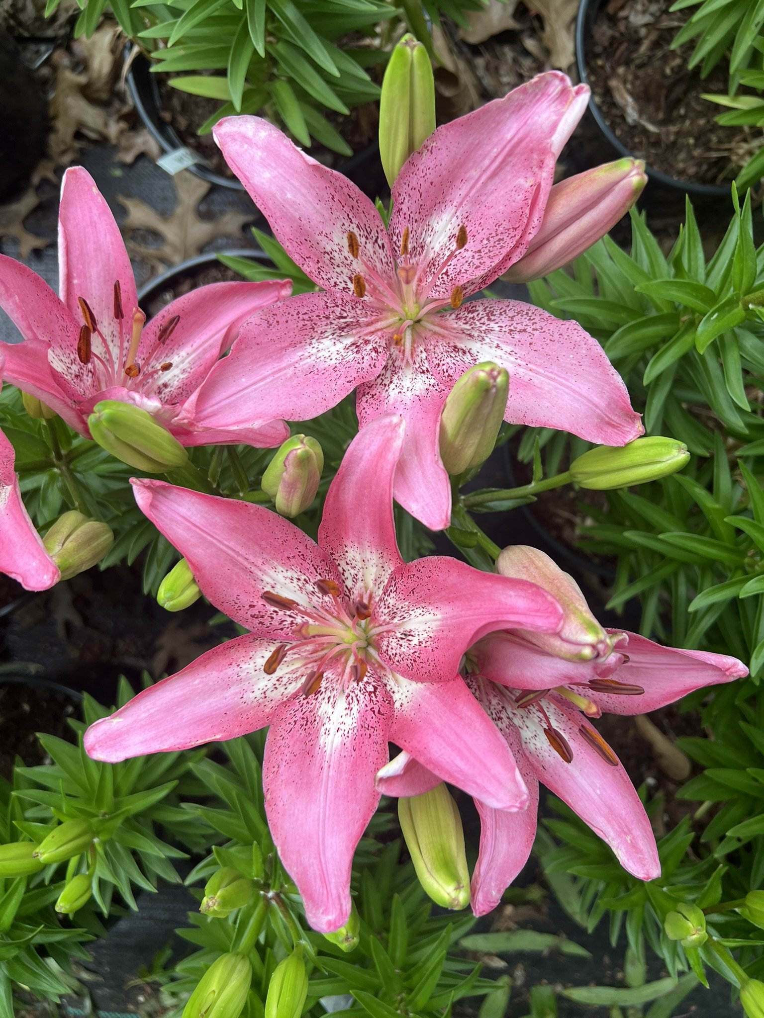 Snowboard Oriental Lily — Denison Flowers