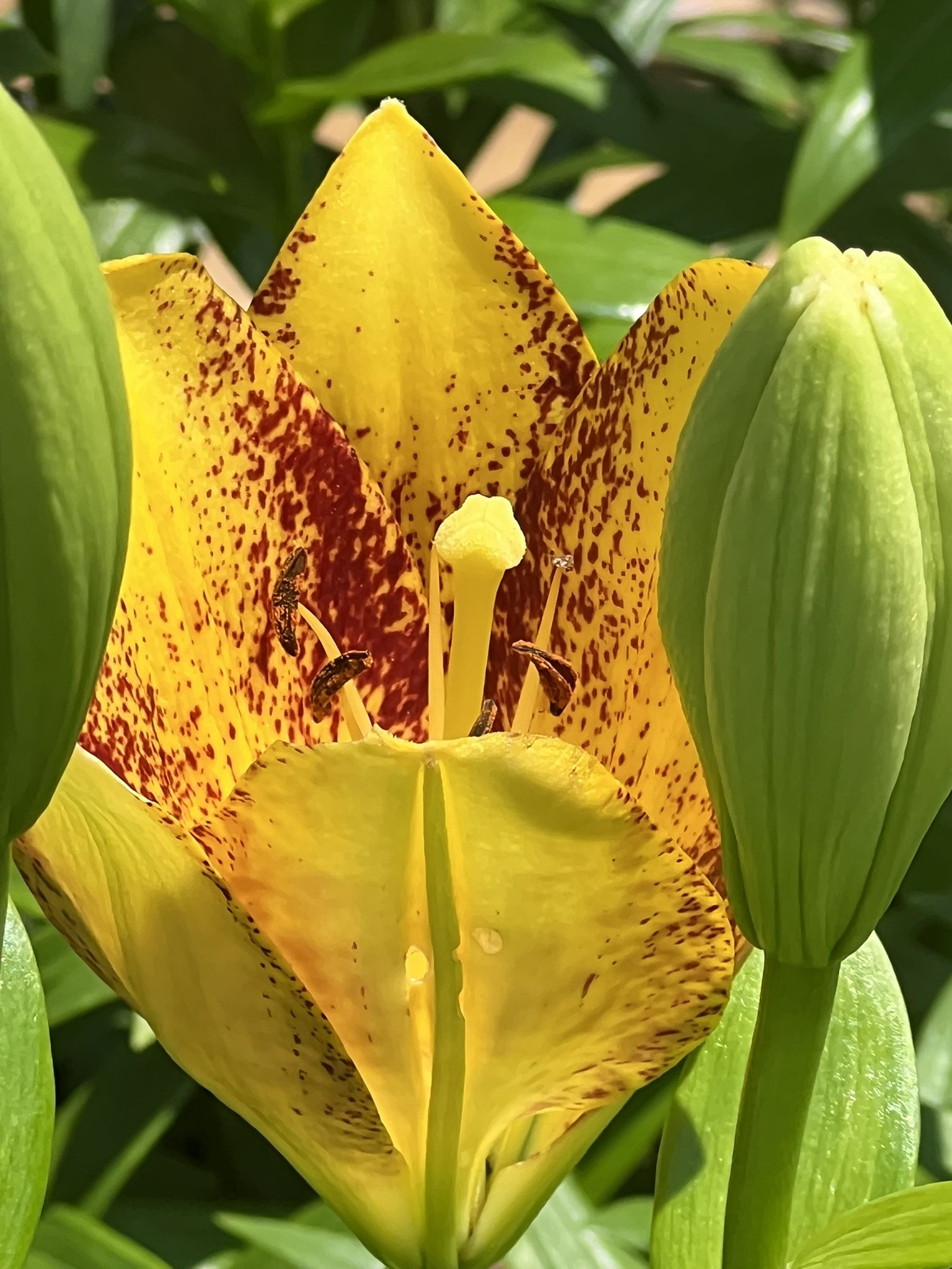 Snowboard Oriental Lily — Denison Flowers