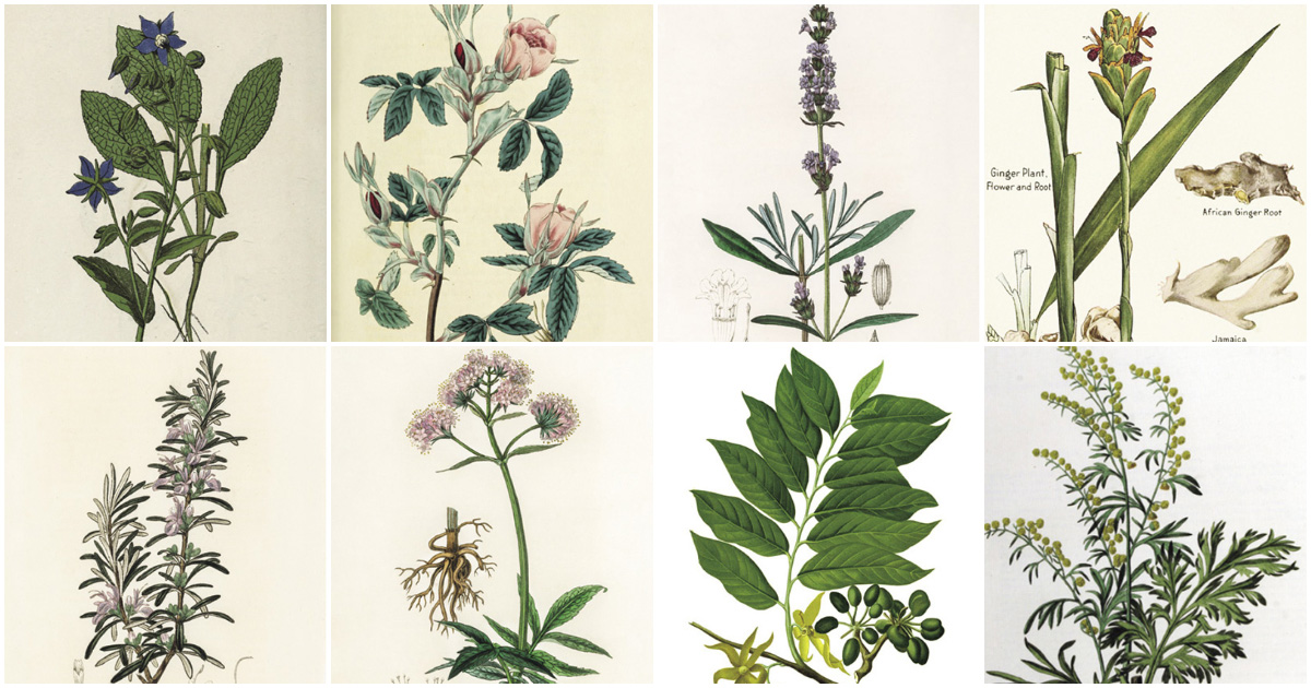 エリザベス・ブルークのハーブ占星術。薬草のパワーを暮らしに取り入れ