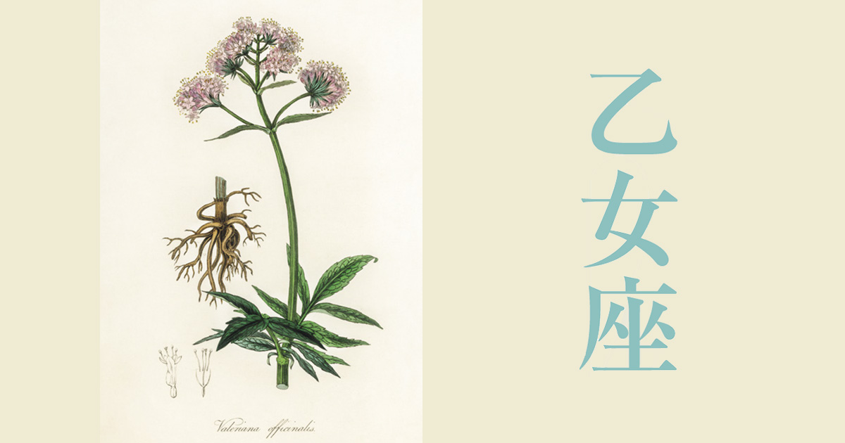 ハーブ占星術が説く「乙女座」の運勢。心身の健康と幸運を招くハーブは？