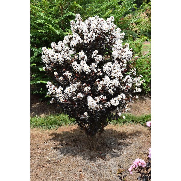 FIRST EDITIONS 3 Gal. Lunar Magic Crape Myrtle Flowering Shrub