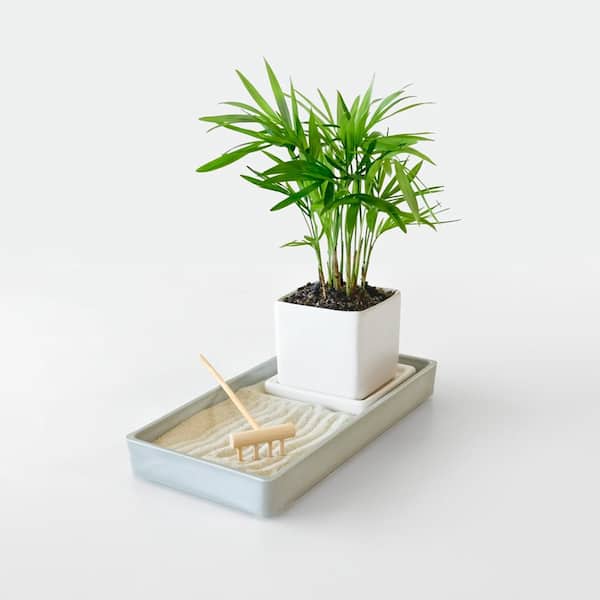 GARDENUITY Desktop Zen Garden with Indoor Tropical Plant DG-003Z-K