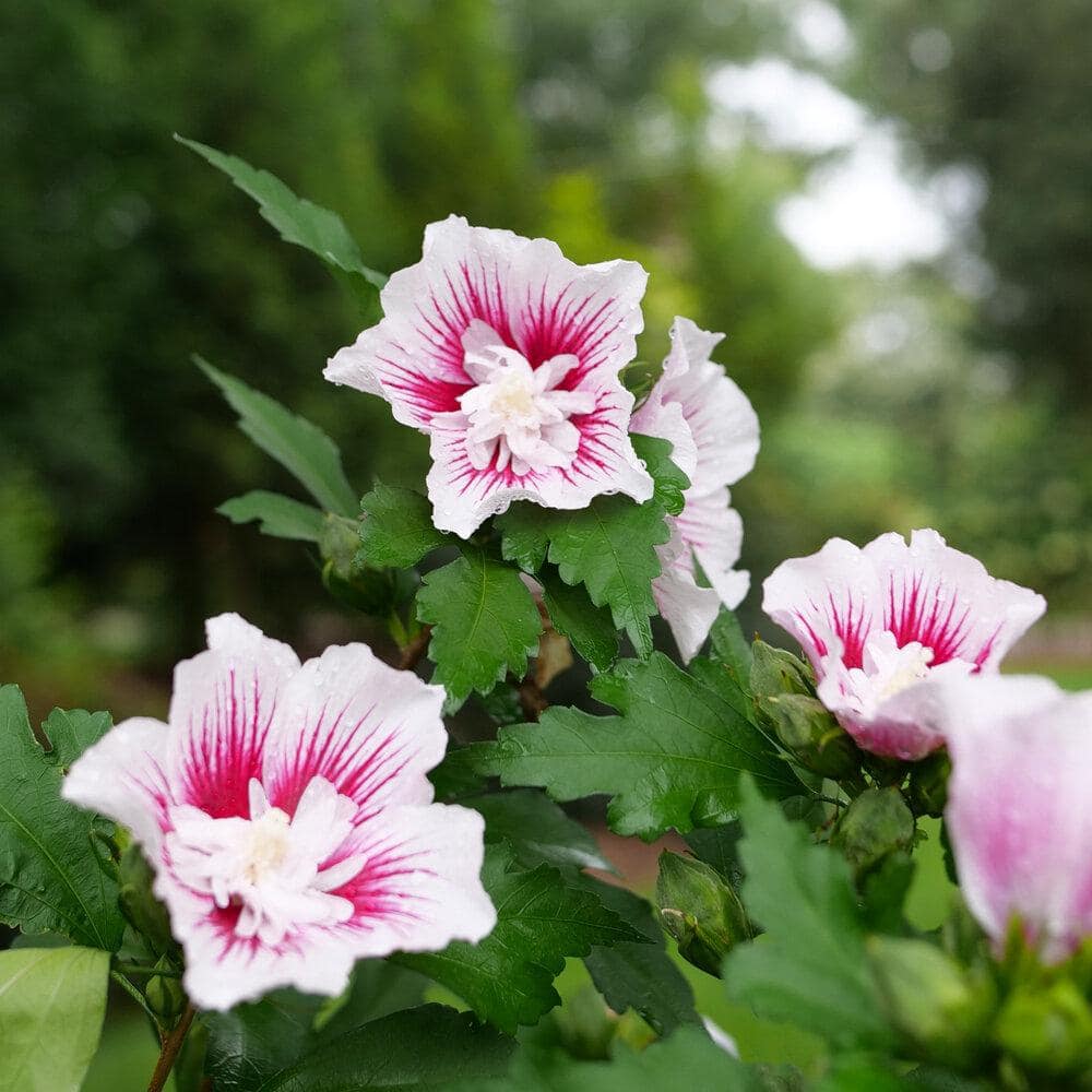 PROVEN WINNERS 4.5 in. Quart Starblast Chiffon Rose of Sharon