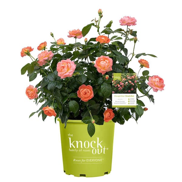 3 Gal. Dawn Brindabella Live Rose with Salmon Flowers (1-Pack