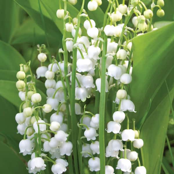 VAN ZYVERDEN Lily of the Valley Roots (10-Pack) 11371 - The Home Depot