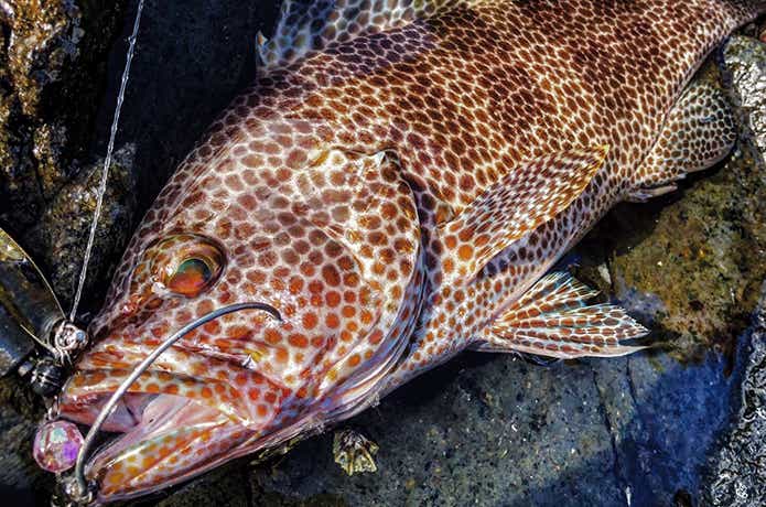 ヤマガブランクス『アーリー・フォーロック』が登場！ ヤマガ初の