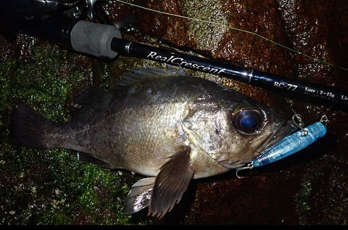 リップルフィッシャー リアルクレセント RC-65 保証書付き シーズン