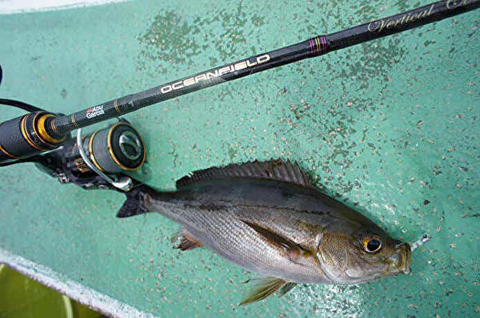 アブガルシア『オーシャンフィールド』ロッドまとめ｜オフショア入門に