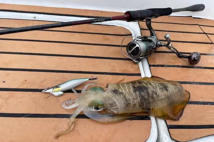 セフィアXRティップエギングをインプレ。手感度の良さが光るロッドで