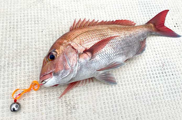 タイラバ】通販で買った激安タングステンヘッドを検証してみた