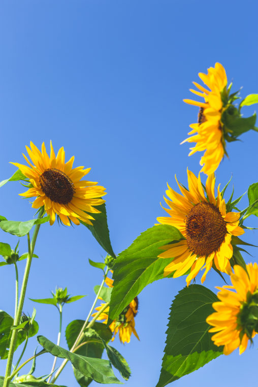 ひまわり（向日葵）と夏の空04 | 無料の高画質フリー写真素材