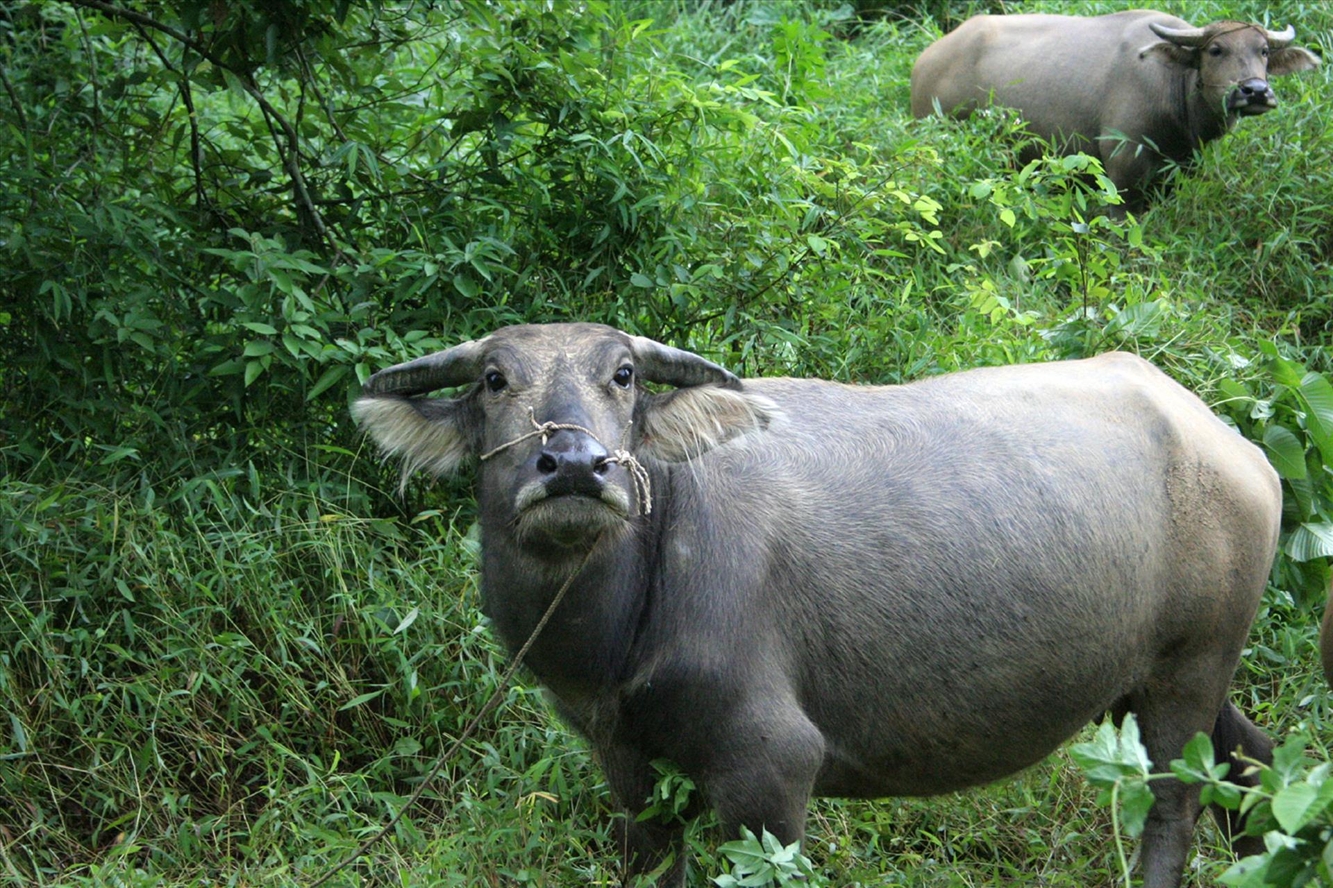 南ベトナム採集紀行 南ベトナム採集紀行 南ベトナム採集紀行 世界大
