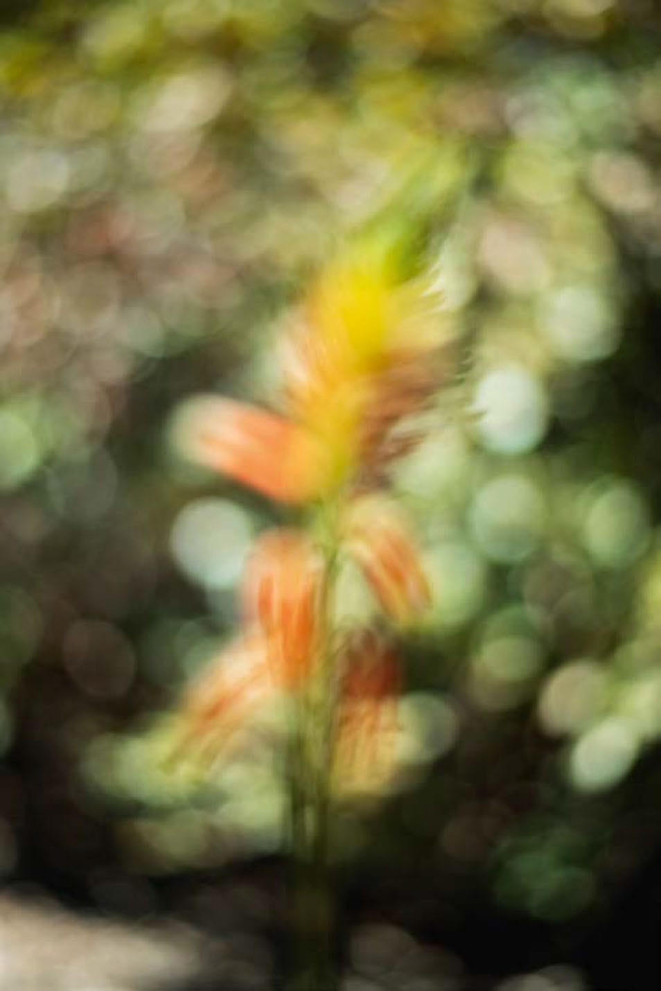 TERRI 46238/テリ・ワイフェンバック 写真集 Terri Weifenbach The May