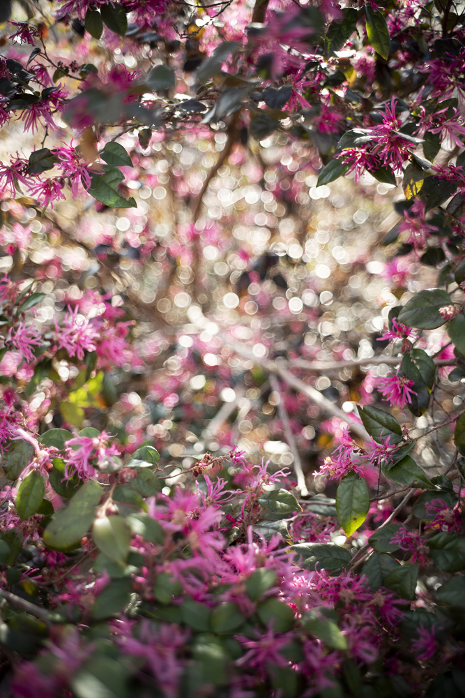 TERRI 46238/テリ・ワイフェンバック 写真集 Terri Weifenbach The May