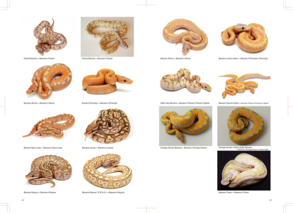 PERFECT BALLPYTHON 書籍 絶版】PERFECT BALL PYTHON 飼育ガイド 絶版