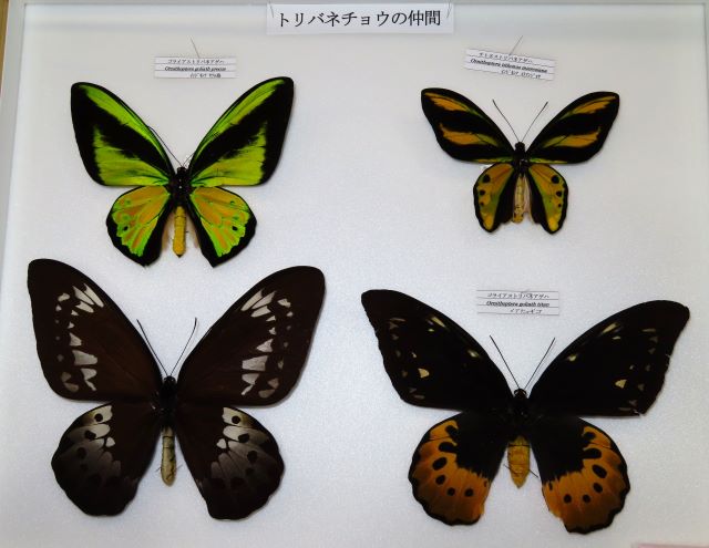 世界のチョウ②ゴライアストリバネアゲハ | 大田原市ふれあいの丘自然