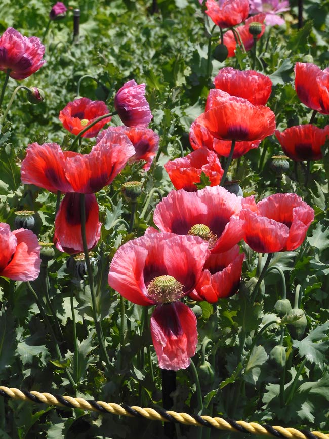 東京都薬用植物園 ケシの花 2025 違法なケシとアツミゲシ、合法な