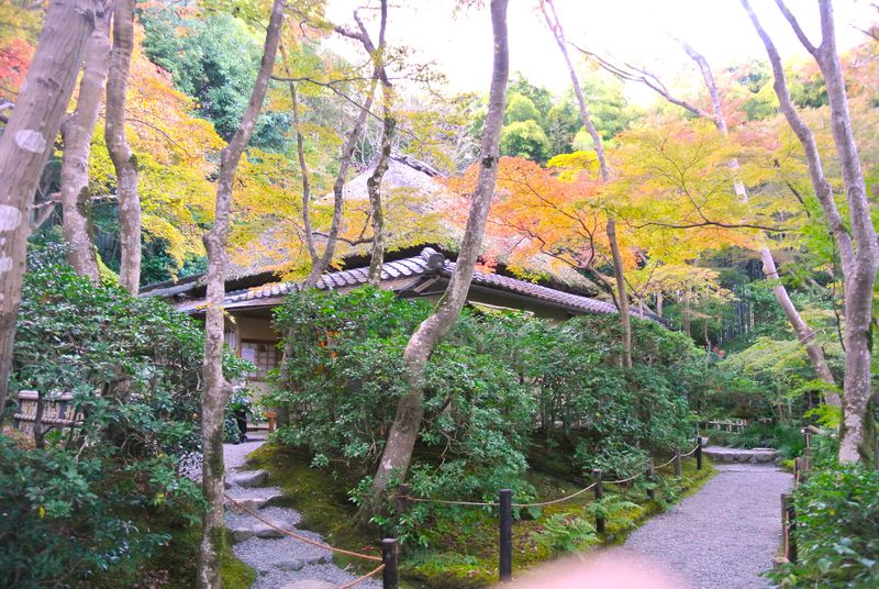 紅葉と苔庭は見逃せない！京都「祇王寺」は大人の癒しスポット | 京都