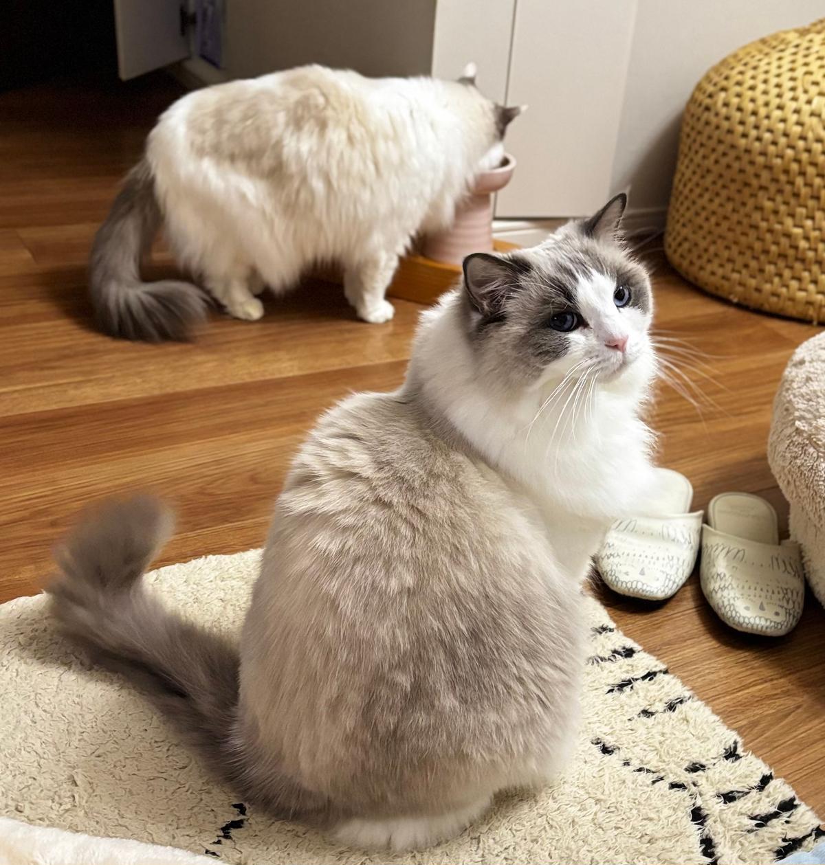 2月22日 猫の日🐈🐈｜Web eclat（ウェブエクラ）