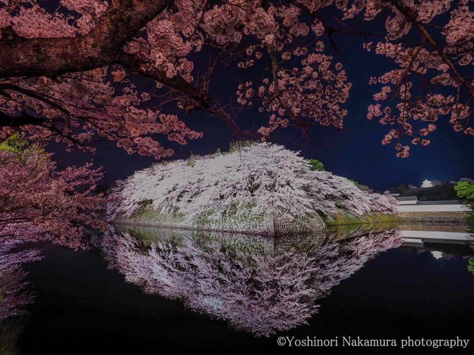 満開の夜桜が誘う幽玄の世界 滋賀・彦根城一帯の桜1,200本が見頃に