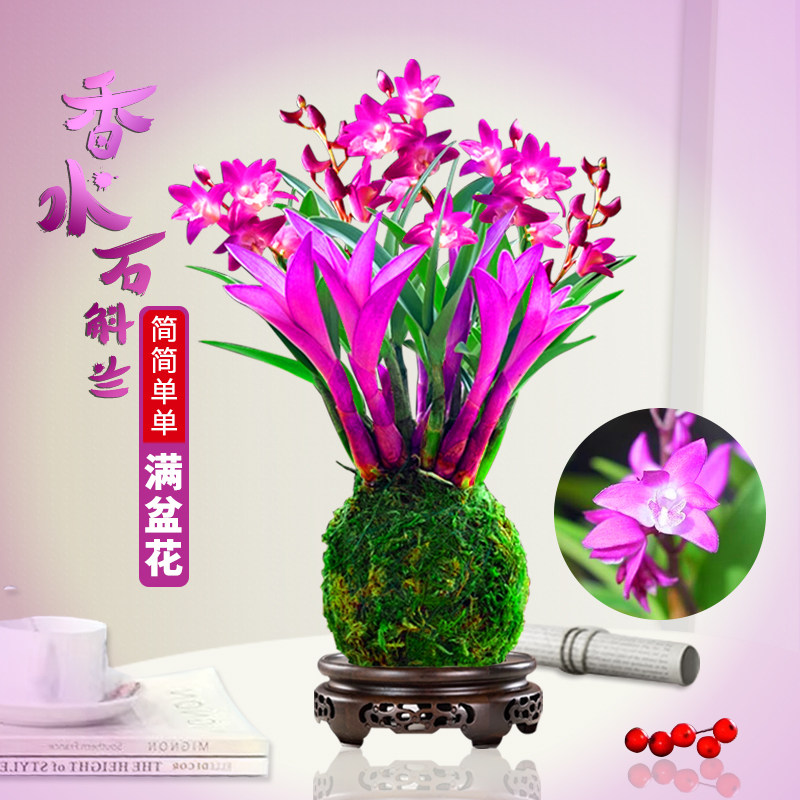 七彩香水石斛兰花真能助眠？气味浓还易养活？真相来了！_香水_淘宝美妆网