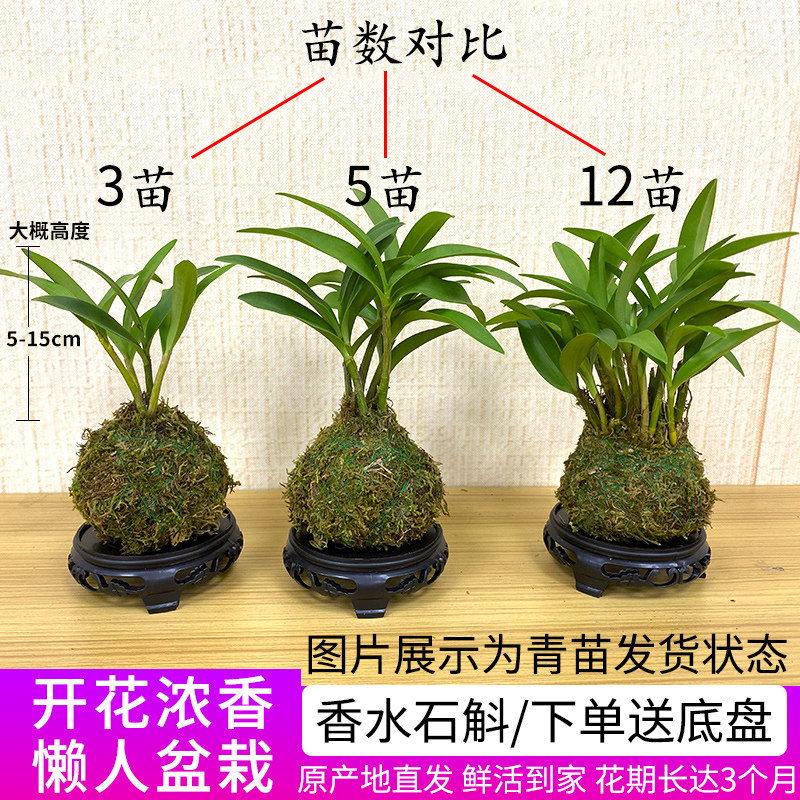 七彩香水石斛兰花真能助眠？气味浓还易养活？真相来了！_香水_淘宝美妆网