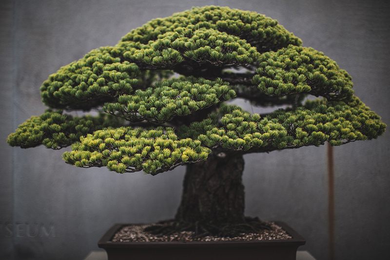 Photos of Historic Bonsai Masterpieces - Atlas Obscura