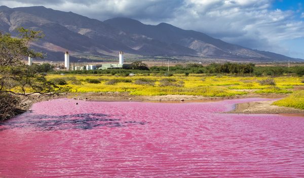 See the New Pink Water in Hawaii That Changed Color Over One