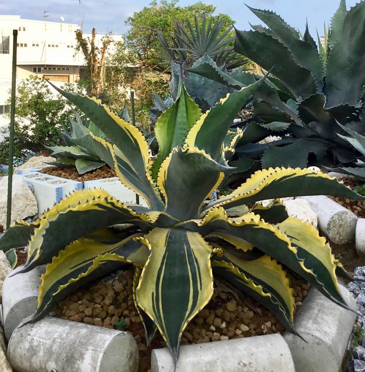 リップルエフェクト アガベ 【公式通販】