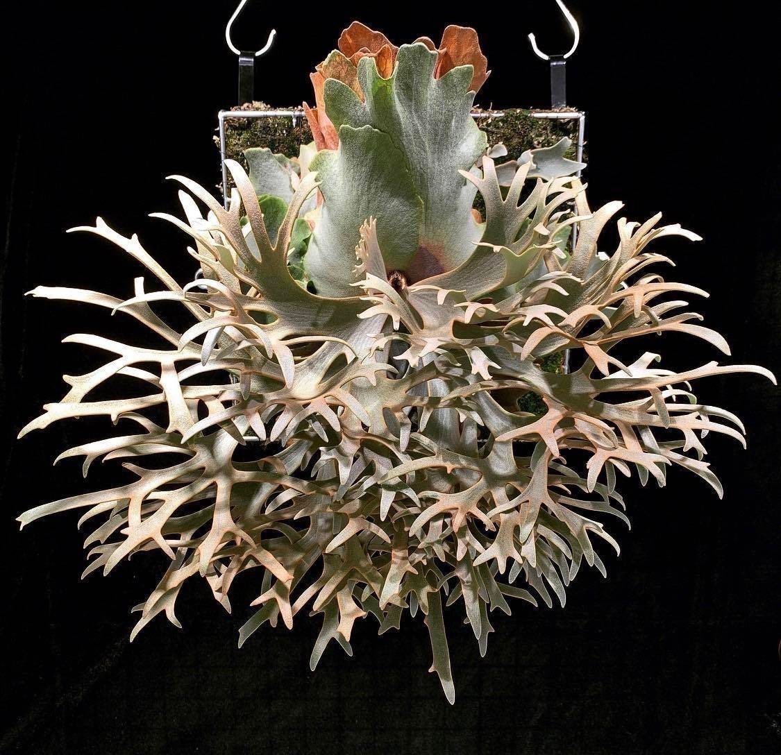 Sサイズ！ willinckii dwarf 金童 sporeビカクシダ 【公式通販】