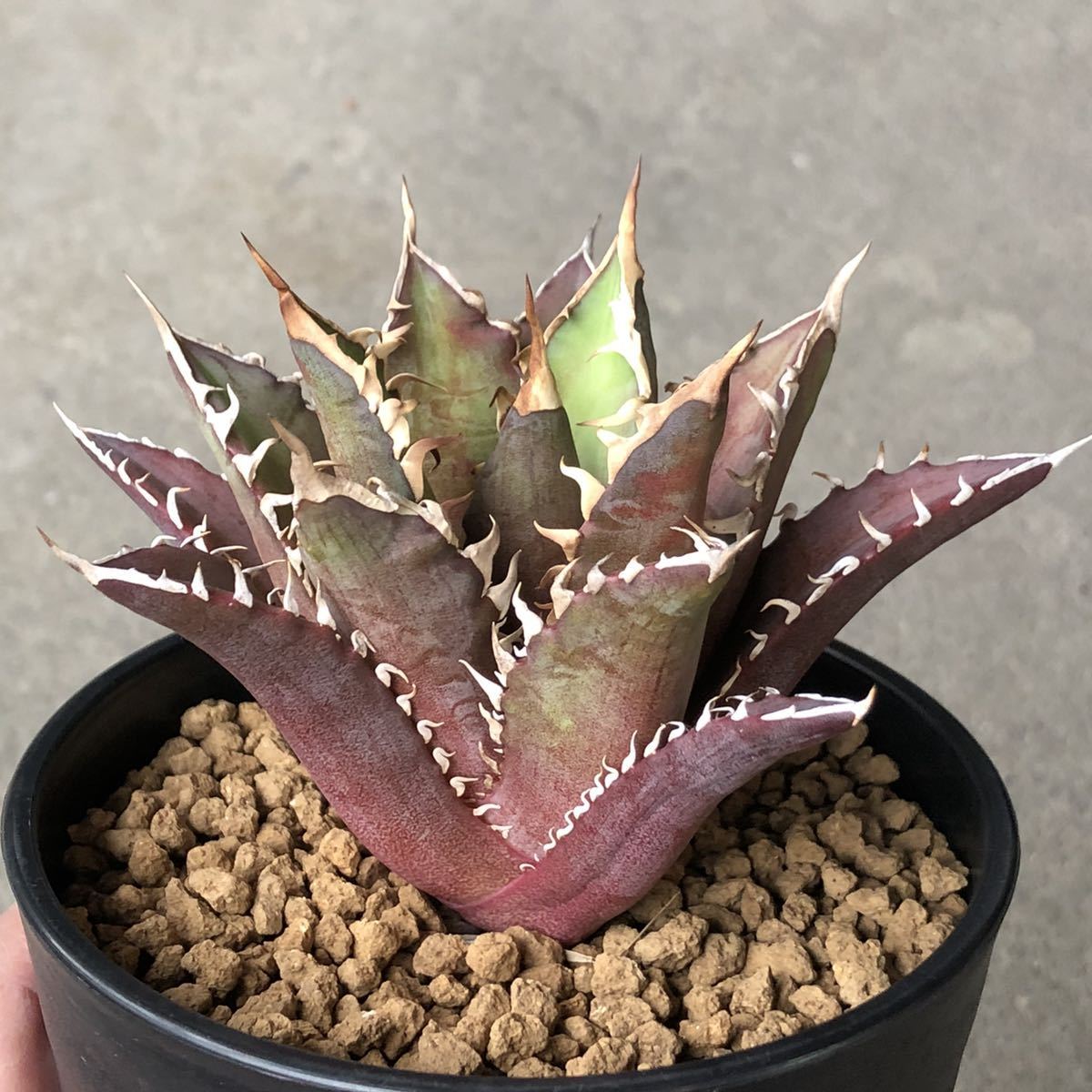 アガベ チタノタ レッドキャッドウィーズル 赤猫 ゴリ猫 コレクション