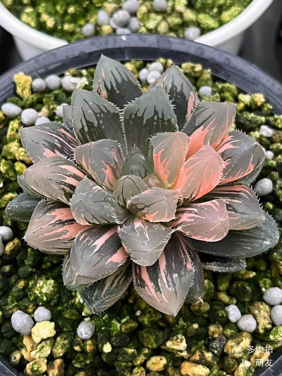 42E 多肉植物 ハオルチア rose goldオブツーサ錦糊斑 ハオルチア