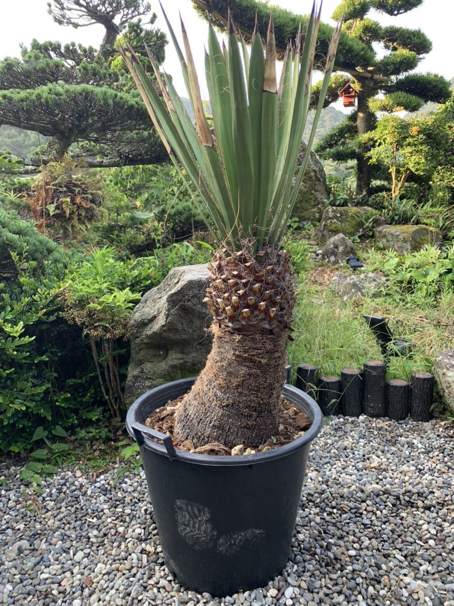 耐寒性ダシリリオン ミキワネンシス大株◇南国ドライガーデン アガベ