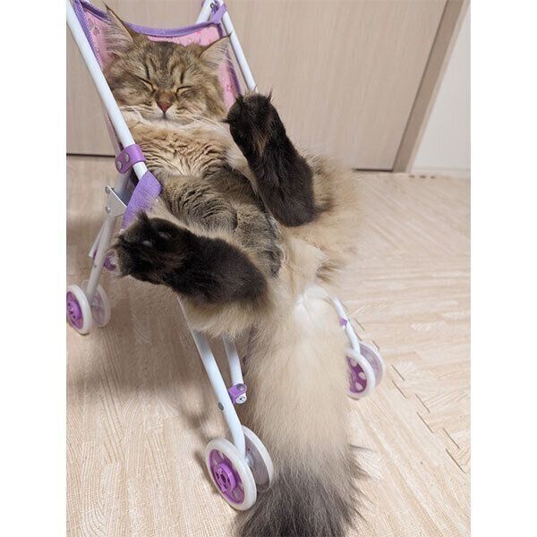 まさかここで寝るとは思わなかった」 ベビーカーでぐっすり眠る猫の