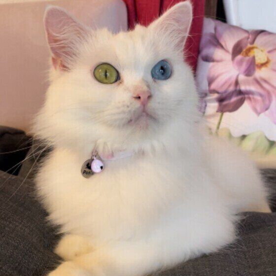 幸運を呼ぶ猫？白猫に多い「オッド・アイ」の魅力｜ねこのきもちWEB