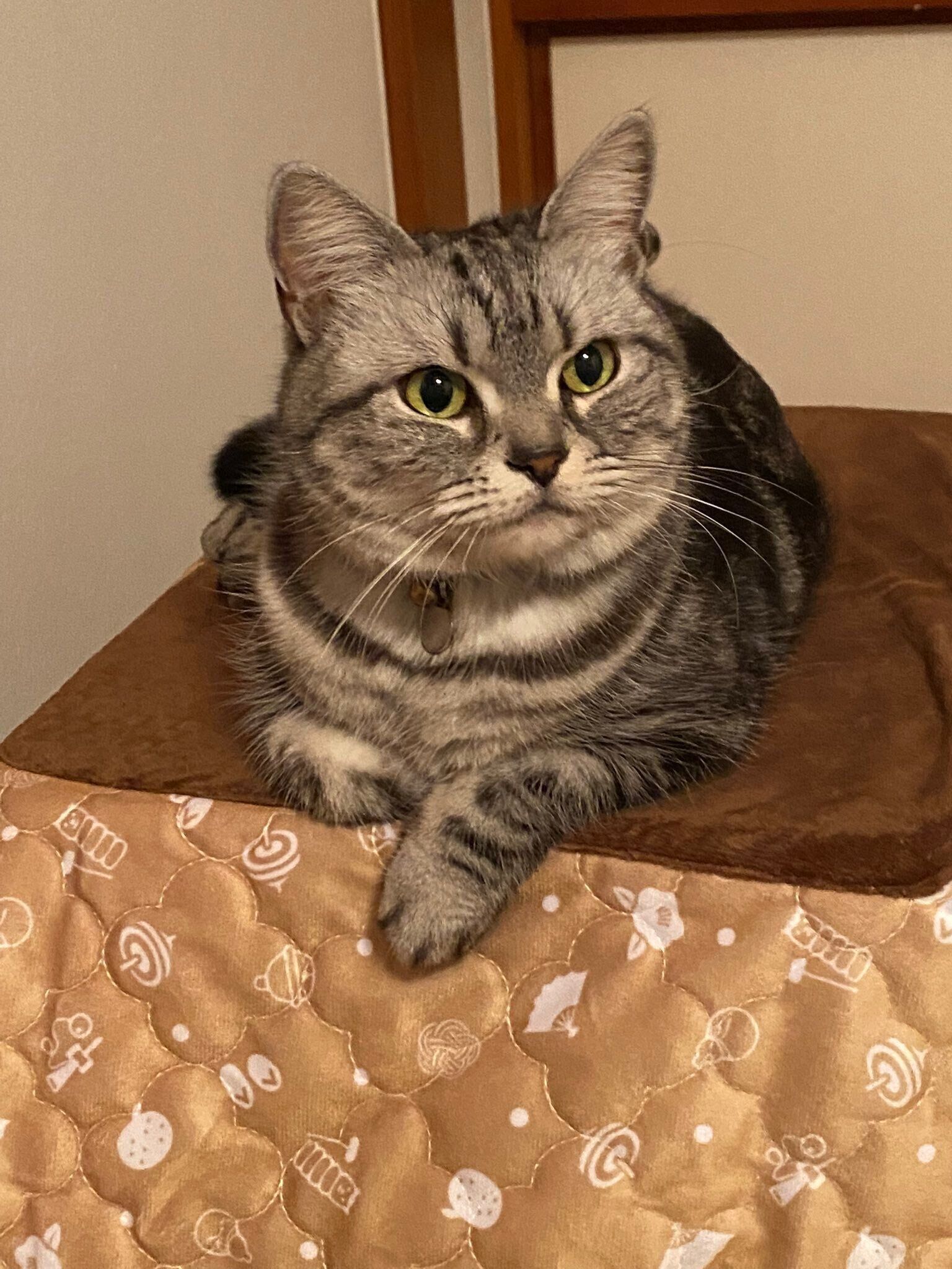 猫様専用 「猫用こたつ」で温まる可愛い猫たちがSNSにあふれる｜ねこの