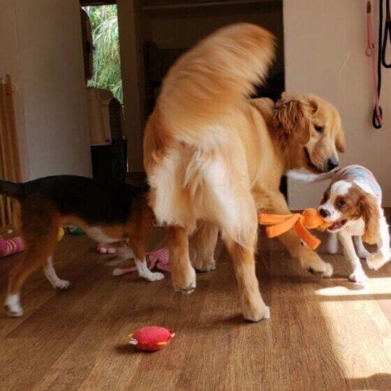 犬の「しっぽ」の役割とは？”モコモコ””巻いている”など形の違いも