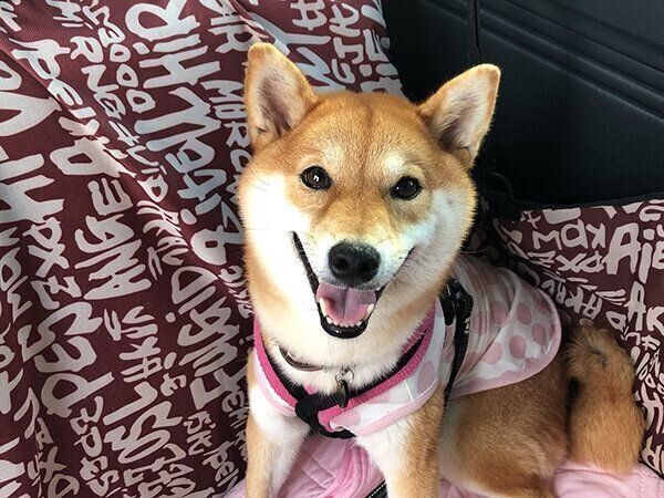 キレイな寝顔してるだろ？」 意外な状況で爆睡してしまう柴犬