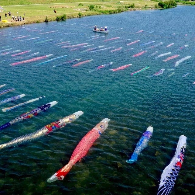 鯉のぼりが本物の川泳いでるんだけどwww