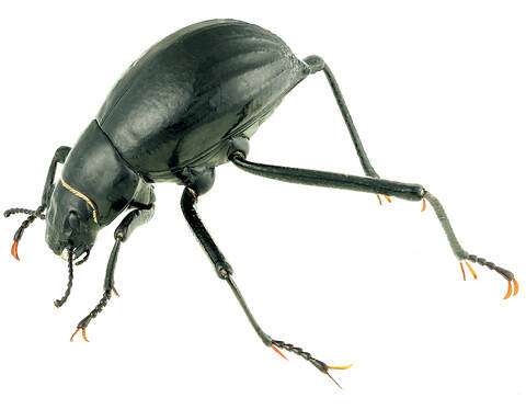 砂漠の虫キリアツメの逆立ちに隠された意外な理由｜とんでもない甲虫