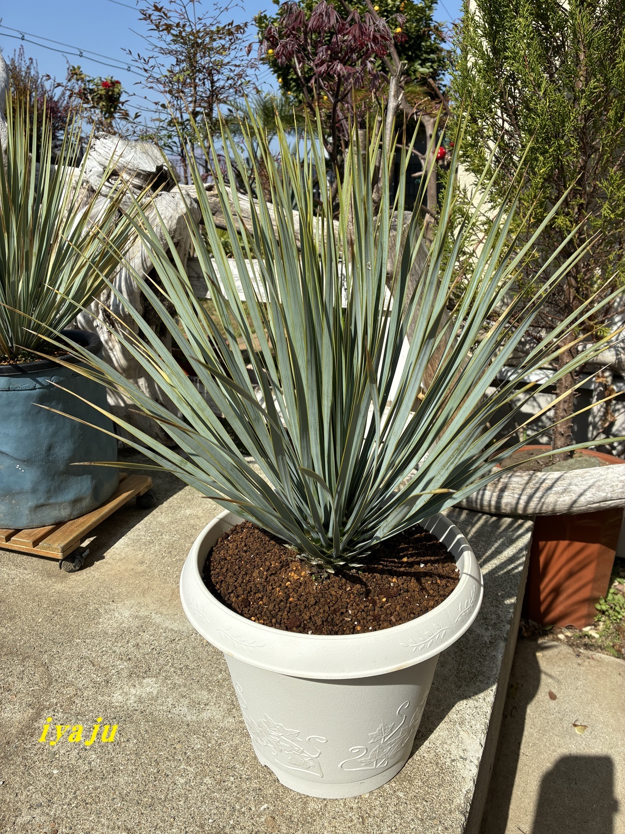 ユッカ ロストラータ 9号(0011) ワイルドな観葉植物 ドライガーデン