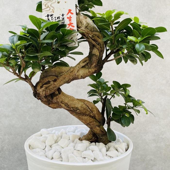 ガジュマル 観葉植物 曲がり 8号鉢苗 大型 盆栽 登り樹 昇り竜 室内