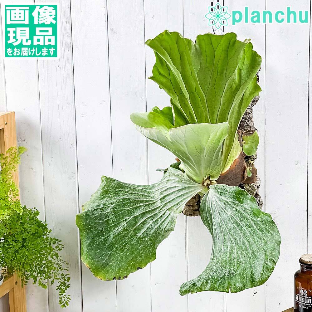 PLANCHU 一点もの 観葉植物 ビカクシダ アンゴレンセ バージンコルク