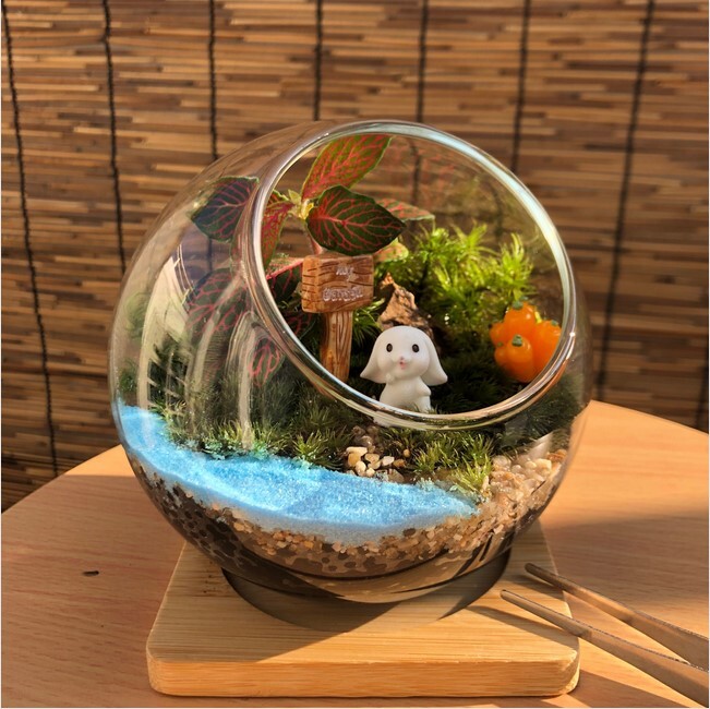 母の日【送料無料】うさぎのにんじん畑 テラリウムキット コケ