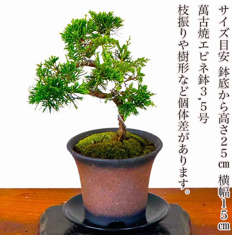 真柏 ミニ盆栽 糸魚川真柏 育て方ガイド付 送料無料 無料ラッピング
