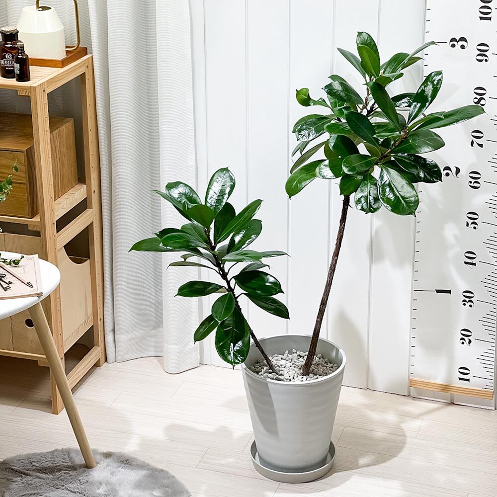 PLANCHU 観葉植物 フィカス キアティスティプラ 8号鉢 受け皿付き 育て