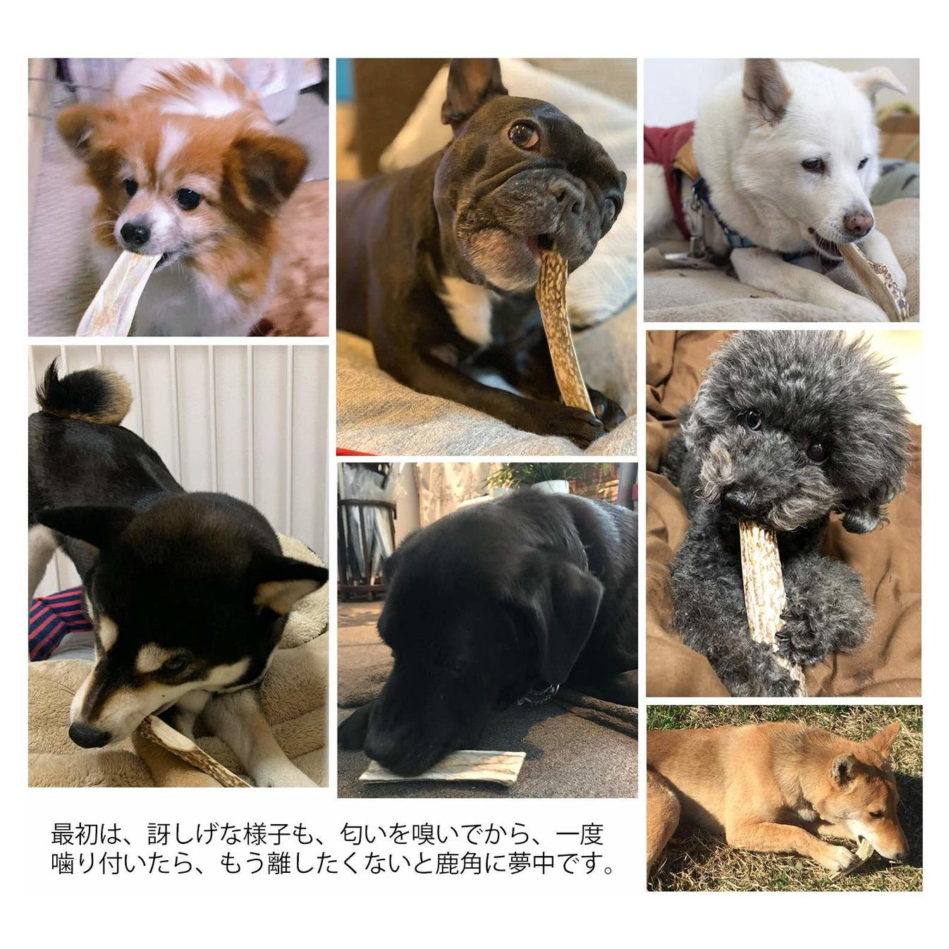 安心・安全の国産 国産の二ホン鹿の角【20cm 小型犬】鹿の角 犬