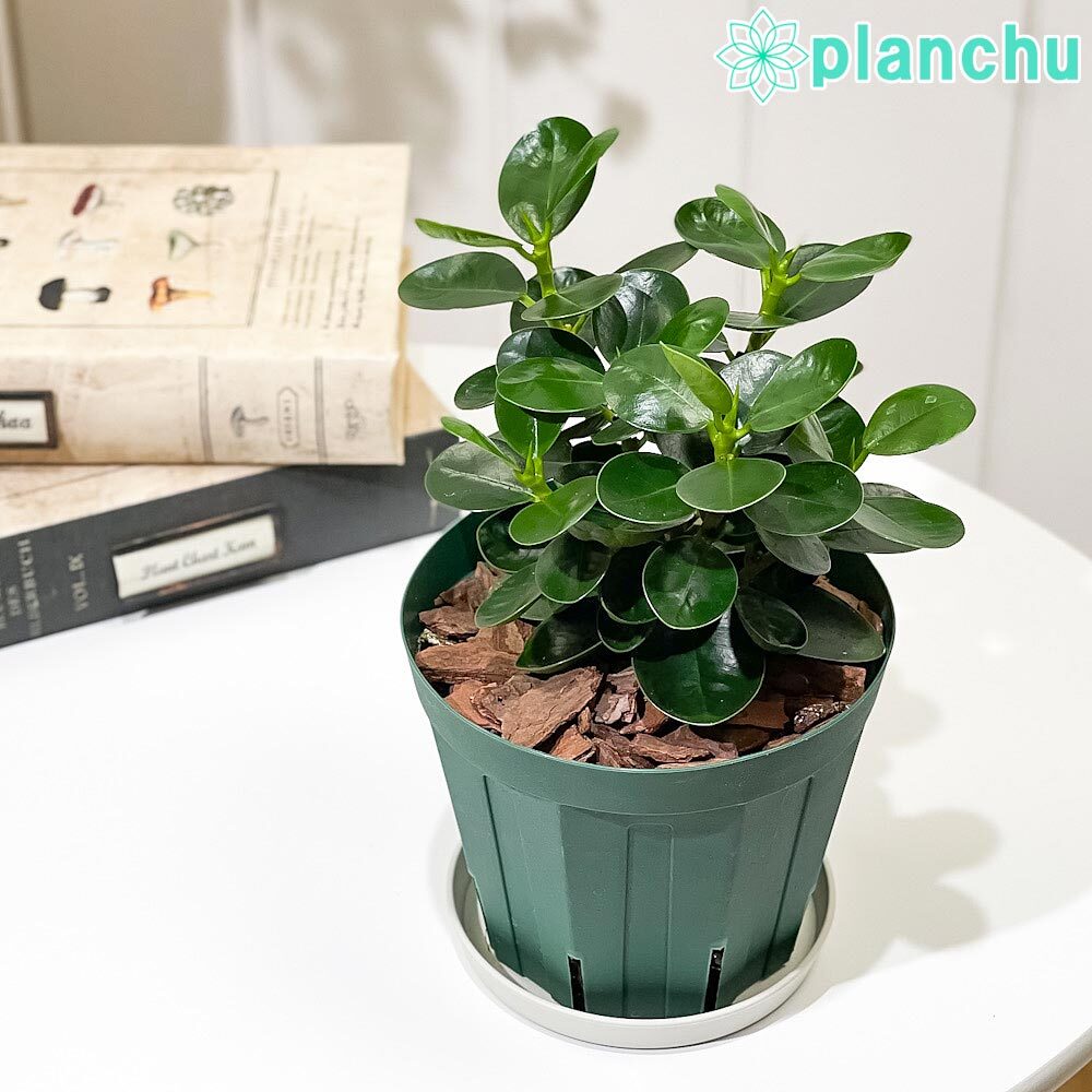 PLANCHU 観葉植物 ガジュマル コパンダガジュマル 4号スリット鉢