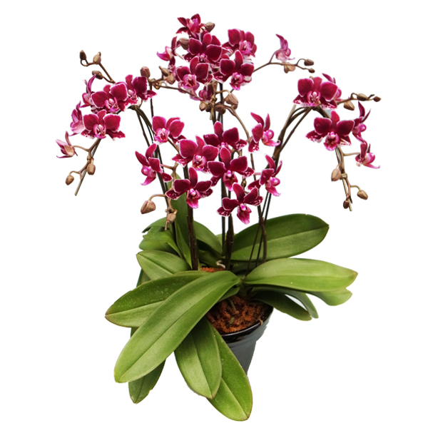 ミディ胡蝶蘭 チャチャ5本立 - 【あすに届けるお花屋さん～輝華